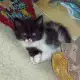1. Снимка на Спешно Коте - ангорско