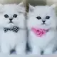 Чистокръвни женски и мъжки котенца Сребърна чинчила