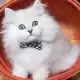 2. Снимка на Чистокръвни женски и мъжки котенца Сребърна чинчила