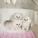 3. Снимка на Чистокръвни женски и мъжки котенца Сребърна чинчила