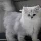 4. Снимка на Чистокръвни женски и мъжки котенца Сребърна чинчила