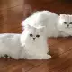 5. Снимка на Чистокръвни женски и мъжки котенца Сребърна чинчила