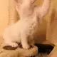 Котенца турски ван турска ангора
