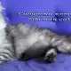 Сибирски котки - Siberian cats, заповядайте 