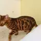 8. Снимка на Бенгалски котенца бенгаска котка