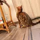 9. Снимка на Бенгалски котенца бенгаска котка