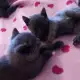 7. Снимка на Руски сини котета