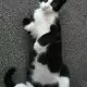 1. Снимка на Подарявам мъжко котенце на 3 месеца в черно и бяло