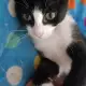 2. Снимка на Подарявам мъжко котенце на 3 месеца в черно и бяло