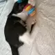 7. Снимка на Подарявам мъжко котенце на 3 месеца в черно и бяло