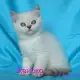 2. Снимка на Чистокръвна Британска късокосместа котка