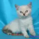 3. Снимка на Чистокръвна Британска късокосместа котка