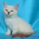 5. Снимка на Чистокръвна Британска късокосместа котка
