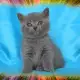 2. Снимка на Чистокръвни Британски котенца
