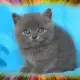 4. Снимка на Чистокръвни Британски котенца