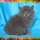 3. Снимка на Чистокръвни Британски котенца