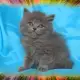 7. Снимка на Чистокръвни Британски котенца
