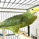 . Снимка на Амазонски папагал с двойна жълта глава