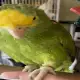 3. Снимка на Амазонски папагал с двойна жълта глава