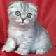 1. Снимка на Клепоухо късокосместо сребърно котенце