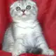3. Снимка на Клепоухо късокосместо сребърно котенце