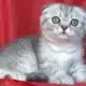 2. Снимка на Клепоухо късокосместо сребърно котенце