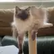 Регдол котка си търси партньор