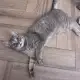 Женско коте Вики търси дом