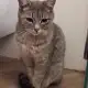 2. Снимка на Женско коте Вики търси дом