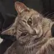 3. Снимка на Женско коте Вики търси дом