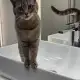 5. Снимка на Женско коте Вики търси дом