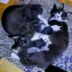 Малки котета Black White