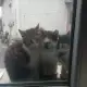 Подарявам котки