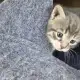малки тигърчета