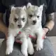 Чистопородни Сибирски Хъскита