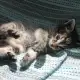 Малко коте търси дом