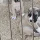 Продавам кученца дого - канарио
